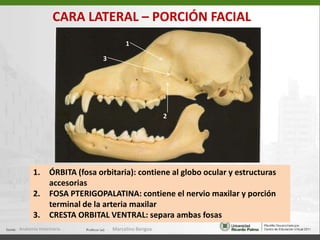  Sutura interparietal o   sagital Hueso frontal (5)