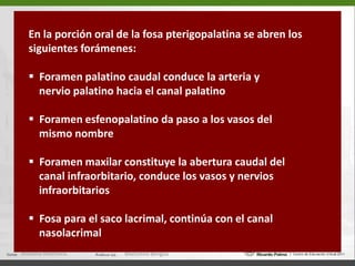  Protuberancia occipital   externa (a) Cresta nucal (b)