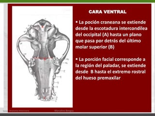  Crestas frontales (14)