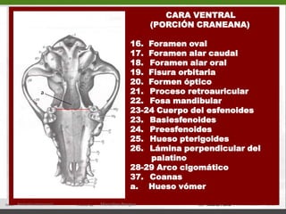 CARA DORSAL(porción facial)  Hueso frontal (5)