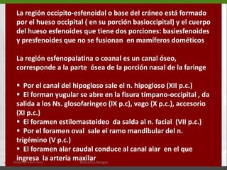   Hueso nasal (9)