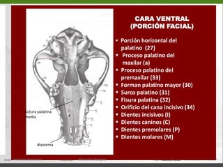   Nasion (a)-  Stura frontonasal (b)  Hueso maxilar (8) 