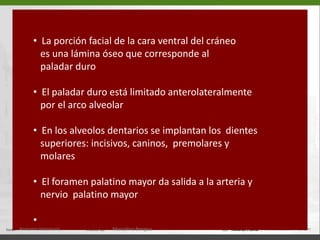   Hueso premaxilar (10)-  Apófisis nasal (c)  Orificio nasal del    canal incisivo (23)  Hueso malar (6) Los huesos nasal y premaxilar limitan la abertura nasal ósea.abcAnatomía Veterinaria.Marcelino Bengoa