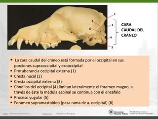 CARA LATERAL DEL CRÁNEO	ala del esfenoidesforamen ópticofisuraorbitarialacrimalforamen alar oralforamenalar caudalpterigoideslámina perpendicular del palatinoAnatomía Veterinaria.Marcelino Bengoa