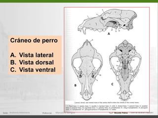 CARA LATERAL DEL CRÁNEOfosa temporalACB La porción craneana se extiende desde la cresta nucal (19)     hasta el límite oral de la fosa temporal (18) La porción facial comprende la órbita (A), la fosa   pterigopalatina (B) y la porción situada oralmente a la órbita (C)Anatomía Veterinaria.Marcelino Bengoa