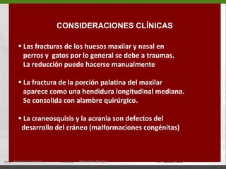 ºCARA LATERAL – PORCIÓN CRANEANA fosa temporalab  Cresta nucal (19)