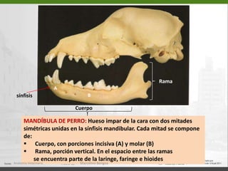   Cresta orbitotemporal (18)