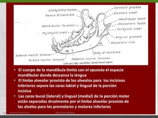   Proceso coronoideo (29)