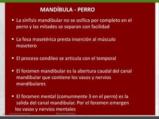   Cresta temporal (20)