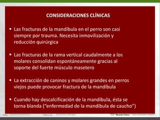   Hueso temporal:   . porción escamosa (a)   . porción timpánica (26)   . porción petrosa (b)   Proceso cigomático del    temporal  (12) -  Arco cigomático (11-12)  Bula timpánica (26)