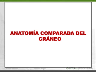  Poro acústico externo (23)-  Proceso yugular (27)Anatomía Veterinaria.Marcelino Bengoa