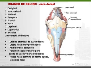 CARA LATERAL – PORCIÓN FACIAL132ÓRBITA (fosa orbitaria): contiene al globo ocular y estructuras accesoriasFOSA PTERIGOPALATINA: contiene el nervio maxilar y porción terminal de la arteria maxilarCRESTA ORBITAL VENTRAL: separa ambas fosas Anatomía Veterinaria.Marcelino Bengoa