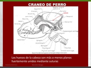 CRANEO DE PERROsuturaLos huesos de la cabeza son más o menos planos fuertemente unidos mediante suturasAnatomía Veterinaria.Marcelino Bengoa