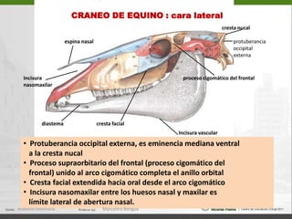 CARA LATERAL – PORCIÓN FACIAL14d2a5bc36   La pared medial de la órbita está      formada  por los  huesos:     Frontal (1), lacrimal (2), palatino –    lámina perpendicular (3),  esfenoides    - ala del esfenoides (4)  5 hueso pterigoides 