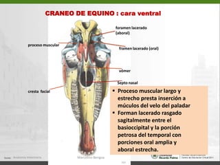   6 hámulo pterigoideo 