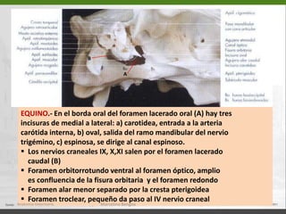 Forámenes:Foramen ópticoFisura orbitariaForamen alar oralForamen etmoidalAnatomía Veterinaria.Marcelino Bengoa