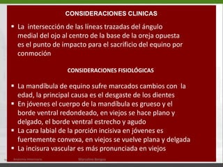 En la porción caudal de la fosa pterigopalatina se abren los siguientes forámenes:El forman óptico da paso al nervio óptico (II p.c.)