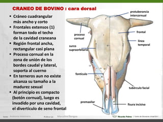   La fisura orbitaria para la salida de los nervios:                  ramo optálmico del nervio trigémino (V p.c.),        oculomotor  (III p.c.), abducente (VI p.c.), troclear     (IV p.c.)  El foramen alar oral es la abertura del canal alar      en el que se abre el foramen redondo para la       salida del ramo maxilar del n. trigémino (V p.c.)  Los forámenes etmoidales para el nervio  y vasos     etmoidales  Anatomía Veterinaria.Marcelino Bengoa