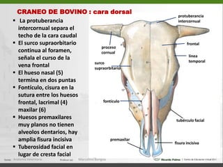 En la porción oral de la fosa pterigopalatina se abren los siguientes forámenes:  Foramen palatino caudal conduce la arteria y        nervio palatino hacia el canal palatino  Foramen esfenopalatino da paso a los vasos del     mismo nombre  Foramen maxilar constituye la abertura caudal del     canal infraorbitario, conduce los vasos y nervios     infraorbitarios  Fosa para el saco lacrimal, continúa con el canal     nasolacrimalAnatomía Veterinaria.Marcelino Bengoa