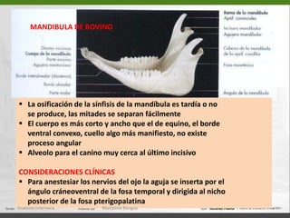  Foramen infraorbitario,  emergen los vasos       y nervios infraorbitarios (16)  Premaxilarl (a)