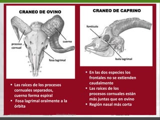   Cigomático o malar (11)