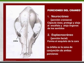 PORCIONES DEL CRANEO 1.   Neurocráneo     (porción craneana) Cápsula ósea, protege y aloja  al  encéfalo y  aloja órganos  de los sentidos 2.  Esplacnocráneo     (porción facial) Forma el esquleto de la caraLa órbita es la zona de conjunción de ambas porcionesórbitaAnatomía Veterinaria.Marcelino Bengoa