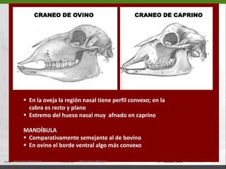   Yuga alveolar, elevaciones producidas por     las raíces de los dientes (b)Anatomía Veterinaria.Marcelino Bengoa
