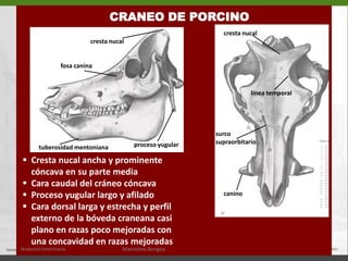 CARA VENTRAL DEL CRÁNEOPremaxilar o       incisivo2.   Maxilar3.   Palatino    4.   Vómer5.   Cigomático6.   Frontal  7.   Pterigoides 8.   Esfenoides (cuerpo)9.   Temporal  10. Occipital12345678910Anatomía Veterinaria.Marcelino Bengoa