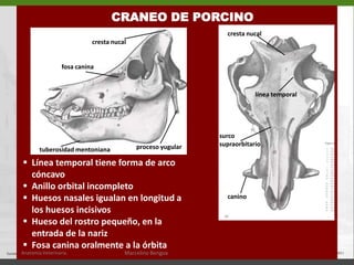 CARA VENTRAL La poción craneana se extiende desde la escotadura intercondilea del occipital (A) hasta un plano que pasa por detrás del último molar superior (B)