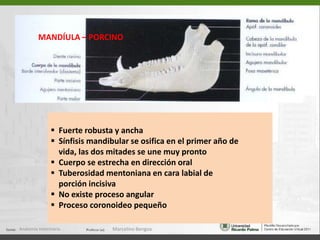  La porción facial corresponde a la región del paladar, se extiende desde  B hasta el extremo rostral del hueso premaxilarABCAnatomía Veterinaria.Marcelino Bengoa