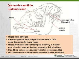 CARA VENTRAL(PORCIÓN CRANEANA)Comprende las regiones occipito-esfenodal y coanal1.  Cóndilo del occipital 2.  Foramen magno3.  Fosa condilea5.  Canal del nervio hipogloso6.  Proceso yugular 7.  Fisura tímpano-occipital8.  Basioccipital 9.  Foramen estilomastoideo 10. Poro acústico externo11. Bula timpánica13. Abertura al canal temporal14. Forman carotídeo externo15. Proceso muscular Anatomía Veterinaria.Marcelino Bengoa