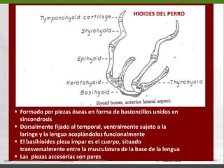CARA VENTRAL(PORCIÓN CRANEANA)16.  Foramen oval17.  Foramen alar caudal  Foramen alar oral19.  Fisura orbitaria20.  Formen óptico  Proceso retroauricular  Fosa mandibular23-24 Cuerpo del esfenoidesBasiesfenoidesPreesfenoides  Hueso pterigoides  Lámina perpendicular del          palatino28-29 Arco cigomático  Coanasa.    Hueso vómeraAnatomía Veterinaria.Marcelino Bengoa