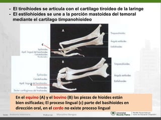La región occipito-esfenoidal o base del cráneo está formado por el hueso occipital ( en su porción basioccipital) y el cuerpo del hueso esfenoides que tiene dos porciones: basiesfenoides y presfenoides que no se fusionan  en mamíferos dométicosLa región esfenopalatina o coanal es un canal óseo, corresponde a la parte  ósea de la porción nasal de la faringe  Por el canal del hipogloso sale el n. hipogloso (XII p.c.)