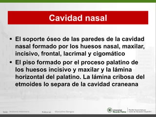  El forman yugular se abre en la fisura tímpano-occipital , da salida a los Ns.glosofaringeo (IX p.c), vago (X p.c.), accesorio  (XI p.c.)