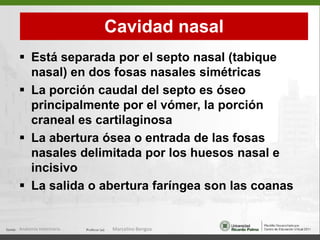   El foramen estilomastoideo  da salda al n. facial  (VII p.c.)