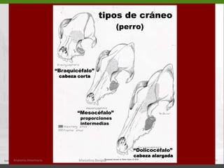tipos de cráneo(perro)“Braquicéfalo”   cabeza corta“Mesocéfalo”  proporciones      intermedias  “Dolicocéfalo”cabeza alargadaAnatomía Veterinaria.Marcelino Bengoa