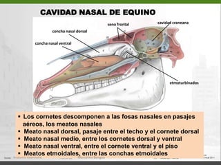 CARA VENTRAL(PORCIÓN FACIAL) Porción horizontal del     palatino  (27)Proceso palatino del      maxilar (a)  Proceso palatino del     premaxilar (33)  Forman palatino mayor (30)