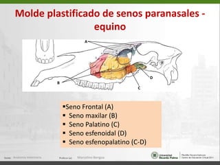   Fisura palatina (32)