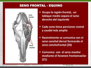   Orificio del cana incisivo (34)