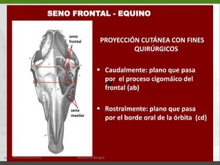   Dientes incisivos (I)