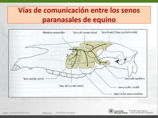   Dientes molares (M)Sutura palatinamedia adiastemaAnatomía Veterinaria.Marcelino Bengoa