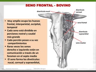   La porción facial de la cara ventral del cráneo    es una lámina óseo que corresponde al         paladar duro   El paladar duro está limitado anterolateralmente    por el arco alveolar  En los alveolos dentarios se implantan los  dientes    superiores: incisivos, caninos,  premolares y    molares  El foramen palatino mayor da salida a la arteria y    nervio  palatino mayorAnatomía Veterinaria.Marcelino Bengoa