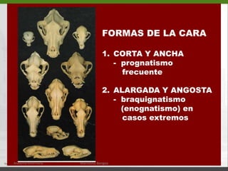FORMAS DE LA CARACORTA Y ANCHA	-  prognatismo           frecuente2.	ALARGADA Y ANGOSTA	-  braquignatismo	   (enognatismo) en          casos extremos  Anatomía Veterinaria.Marcelino Bengoa