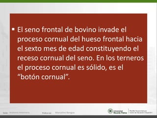 º12CARA CAUDAL DEL CRANEO3645La cara caudal del cráneo está formada por el occipital en sus      porciones supraoccipital y exooccipital  Protuberancia occipital externa (1)