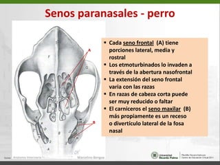   Cresta occipital externa (3)