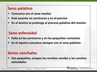   Cóndilos del occipital (4) limitan lateralmente el foramen magno, a      través de éste la médula espinal se continua con el encéfalo  Proceso yugular (5)