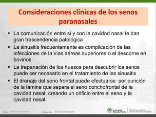   Foramen supramastoideo (pasa rama de a. occipital) (6)53Anatomía Veterinaria.Marcelino Bengoa
