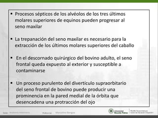 ACráneo de perroVista lateralVista dorsalVista ventralCBAnatomía Veterinaria.Marcelino Bengoa