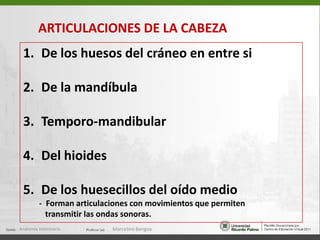 CONSIDERACIONES CLÍNICAS Las fracturas de los huesos maxilar y nasal en    perros y  gatos por lo general se debe a traumas.    La reducción puede hacerse manualmente La fractura de la porción palatina del maxilar     aparece como una hendidura longitudinal mediana.    Se consolida con alambre quirúrgico. La craneosquisis y la acrania son defectos del    desarrollo del cráneo (malformaciones congénitas)Anatomía Veterinaria.Marcelino Bengoa