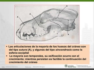 RamaABsínfisisCuerpoMANDÍBULA DE PERRO: Hueso impar de la cara con dos mitades simétricas unidas en la sínfisis mandibular. Cada mitad se compone de:Cuerpo, con porciones incisiva (A) y molar (B)